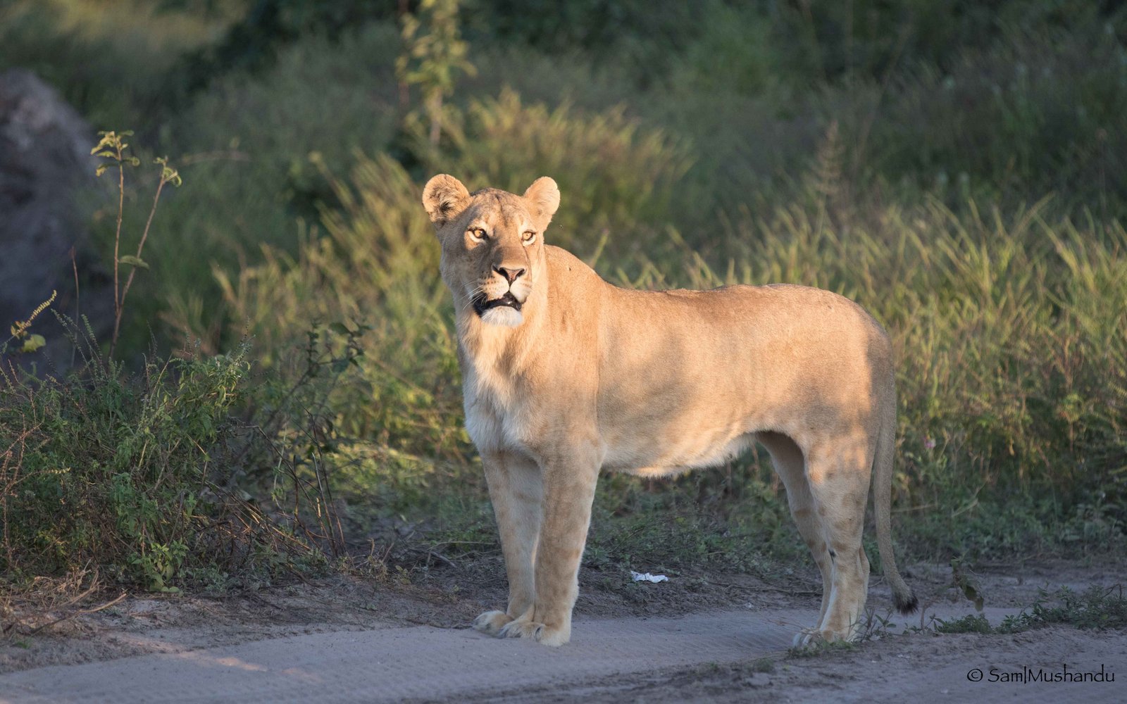 African wildlife on the savannah