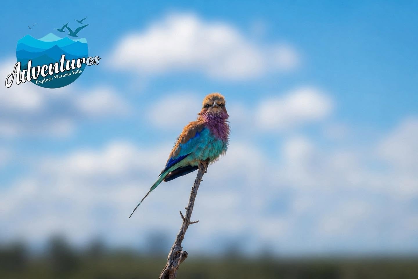 Birding & Nature Safaris