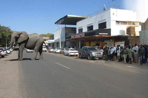 Victoria Falls Town Experience