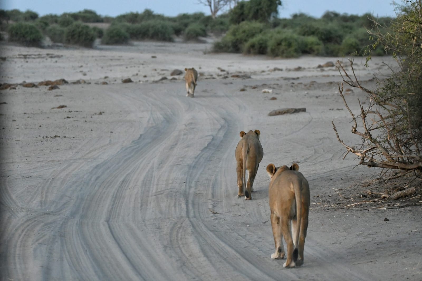 Safari