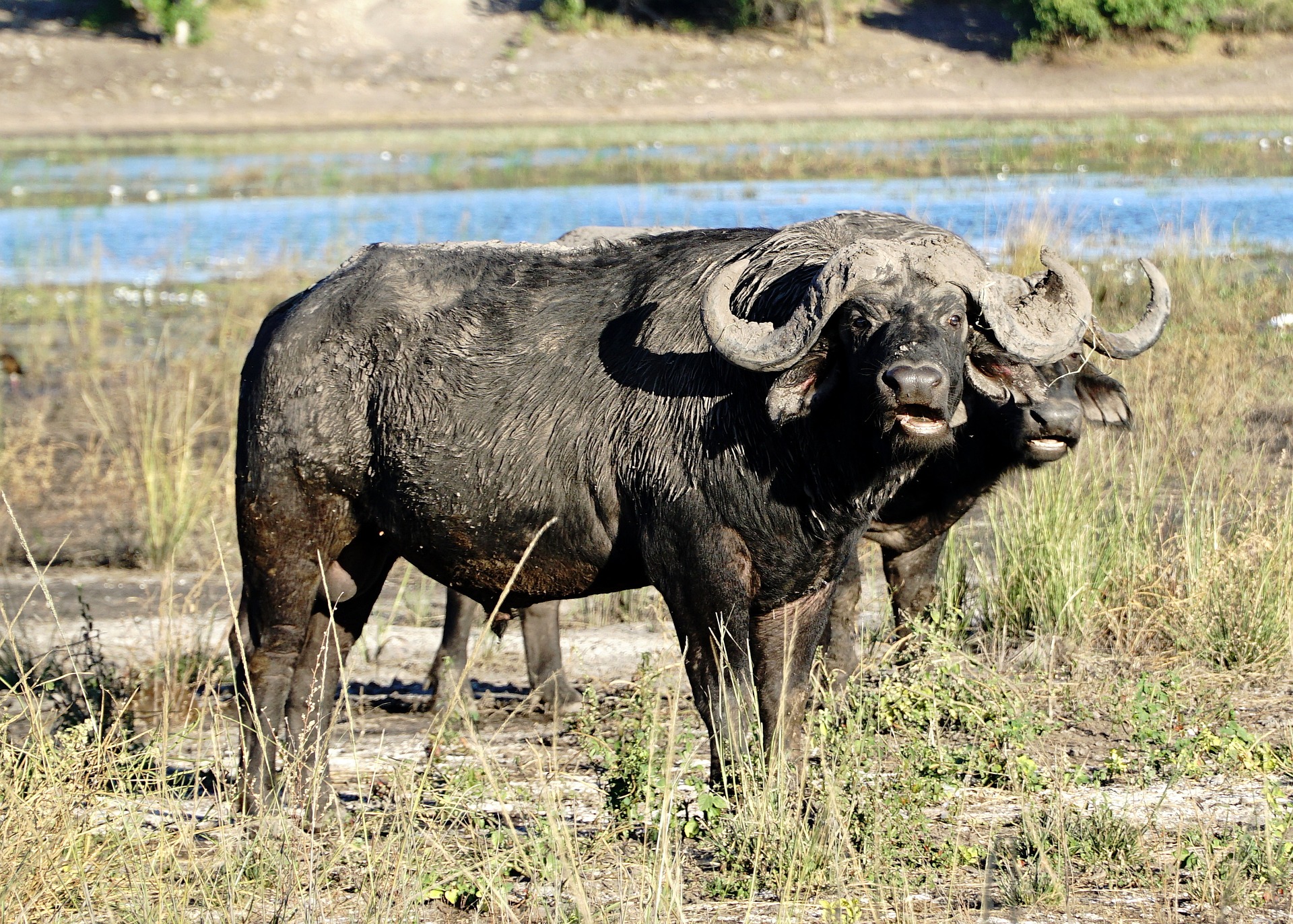 Chobe National Park 5132381 1920