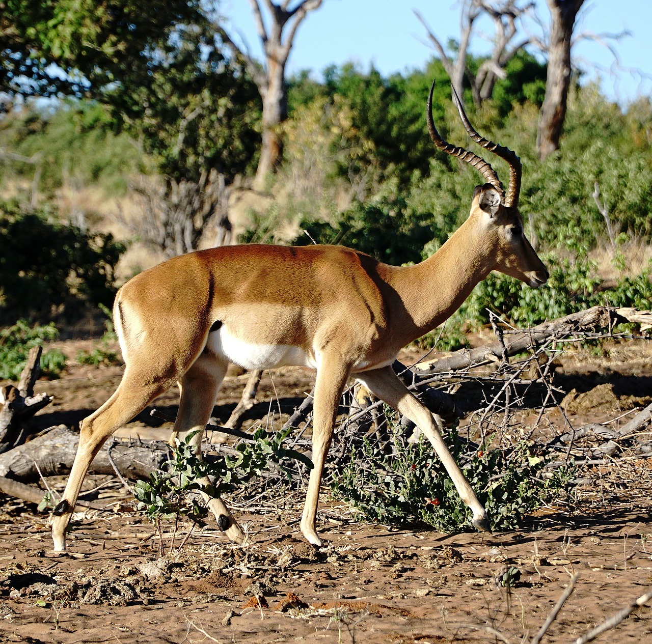 Moremi Game Reserve