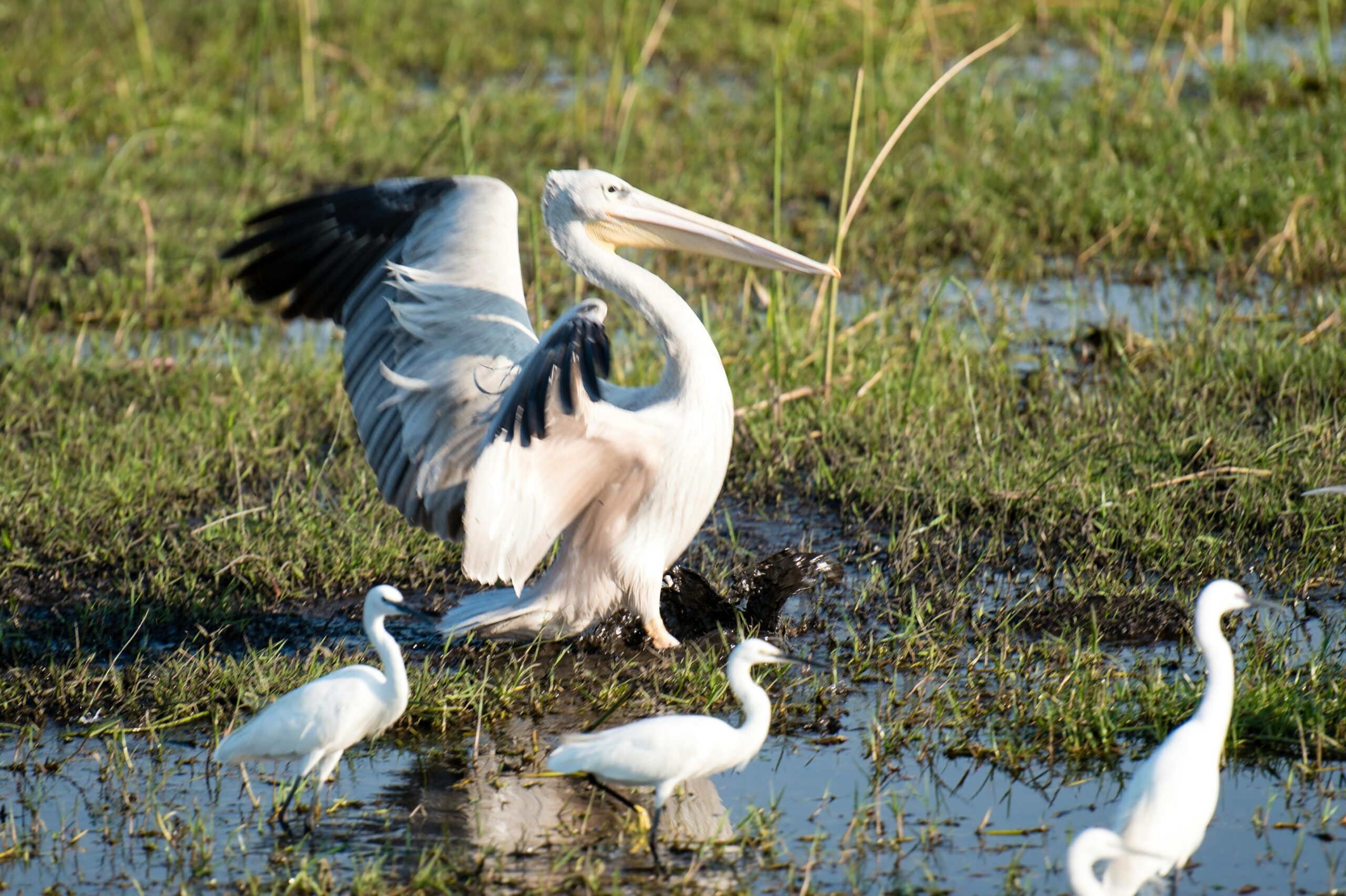 Okavango Delta