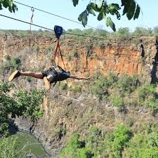 Flying Fox