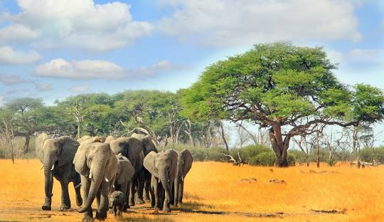 Hwange National Park